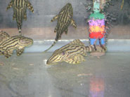 L-191 Broken Line Royal Pleco